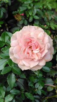 ピンクローズ バラ,薔薇,バラ園の写真素材