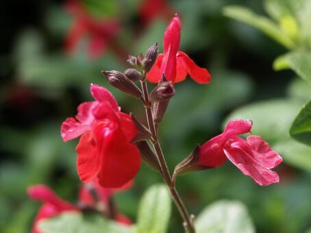 セージ クローズアップ セージ,芳香,合弁花の写真素材