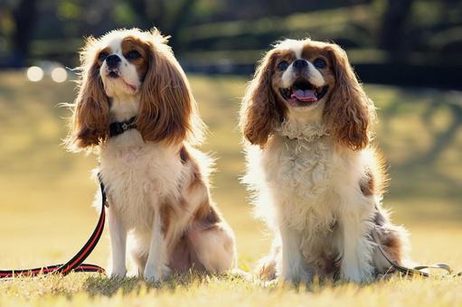 キャバリア・キングチャールズ・スパニエル 犬,キャバリア,キングチャールズの写真素材