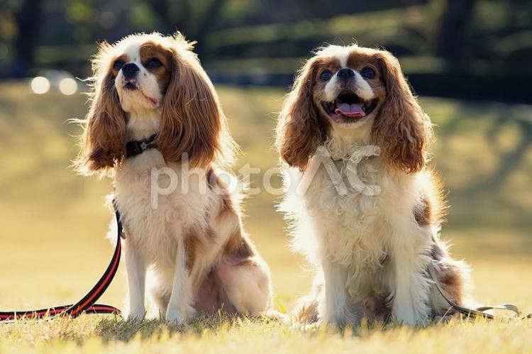 2匹のキャバリア 犬,キャバリア,キングチャールズの写真素材