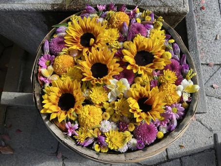 花手水 花手水,ひまわり,手水舎の写真素材