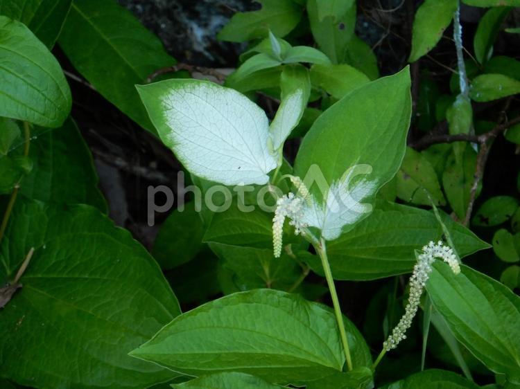 【花の写真】ハンゲショウ ハンゲショウ,半夏生,植物の写真素材