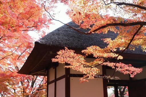 常寂光寺の紅葉 常寂光寺,紅葉,じょうじゃっこうじの写真素材