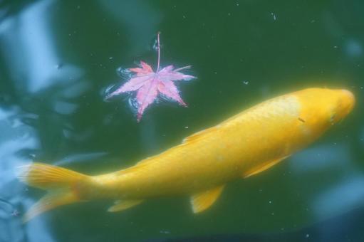 紅葉と錦鯉 モミジ,紅葉,落ち葉の写真素材