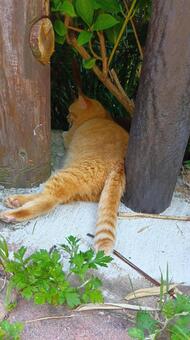 野良猫　　 野良猫,かわいい,くつろぐの写真素材