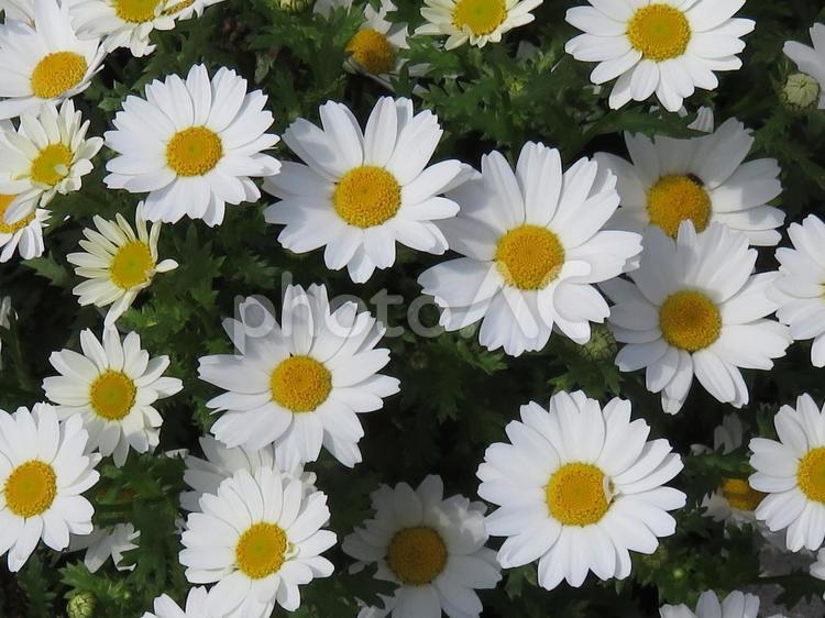 花壇のマーガレット　その３ マーガレット,白い,かわいいの写真素材