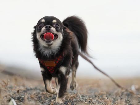 海辺の砂浜を走るチワワ 海辺の砂浜を走るチワワ 犬,チワワ,可愛い犬の写真素材