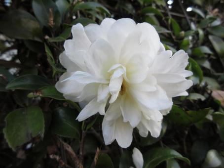 白く花ひらく山茶花の花 花,山茶花,花ひらくの写真素材