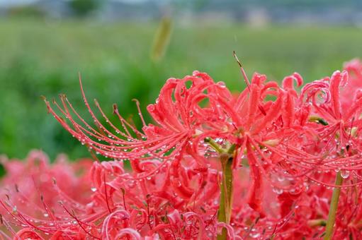 雨上がりの彼岸花 雨上がりの彼岸花 彼岸花,曼珠沙華,赤の写真素材