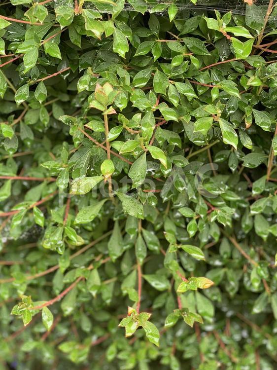 雨に濡れて光る緑 葉,自然,木の写真素材
