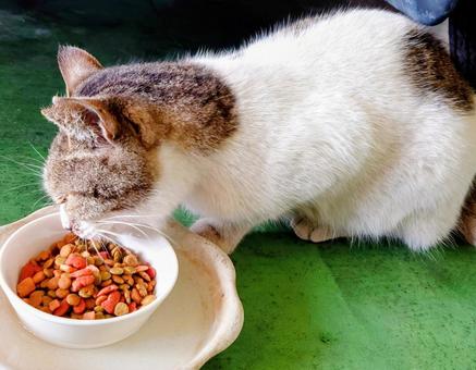 美味しいにゃん！ ネコ,ねこ,catの写真素材