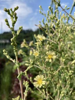サニーレタスの花 青空 縦 サニーレタスの花 青空 縦の写真