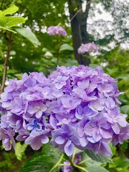 紫陽花 紫 紫陽花 紫の写真