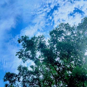 Dark green leaves on a tree and clear blue sky, JPG Dark green leaves on a tree and clear blue sky, JPG