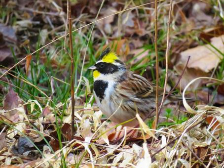 Photo, yellow-throated bunting, yellow-throated bunting (emberiza elegans), wild bird, 