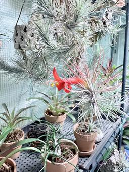 チランジアの花④(フンキアナ) チランジアの花④(フンキアナ)の写真