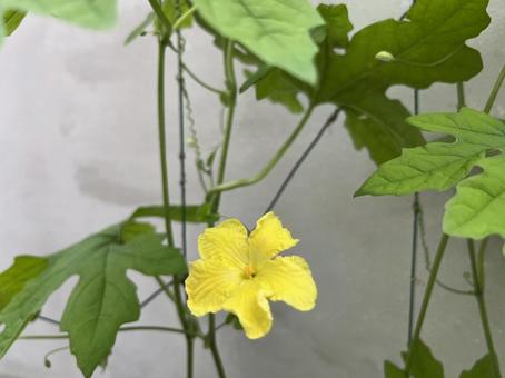 Photo, flower, home garden, bitter gourd, 