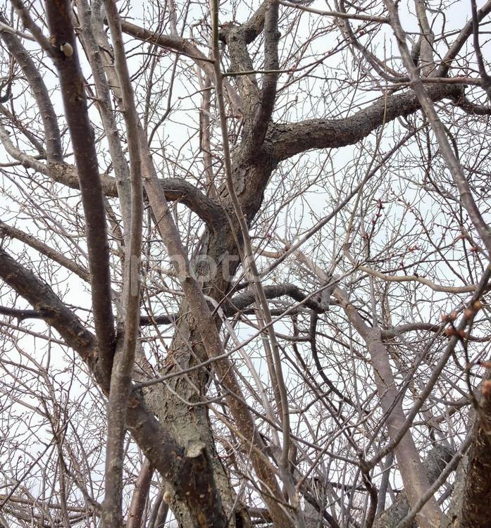 樹木 梅の木,樹木,木の写真素材