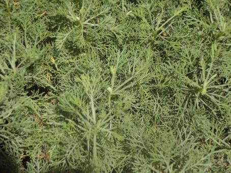 緑　テクスチャの写真