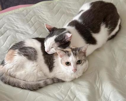 枕にされている猫 枕にされている猫 ねこ,多頭飼い,三毛猫の写真素材