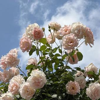 淡いピンク色のつるバラ(バラ園) 淡いピンク色のつるバラ(バラ園) 薔薇,バラの花,つるバラの写真素材