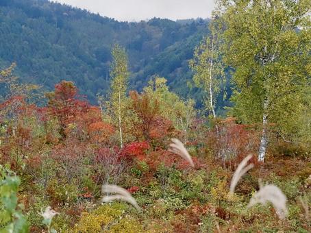 紅葉が綺麗な乗鞍高原 紅葉が綺麗な乗鞍高原 秋,風景,自然の写真素材