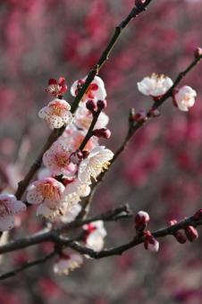 梅の花 梅の花の写真