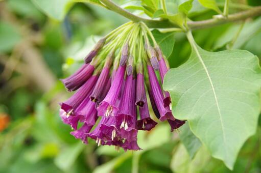 イオクロマ・キアネウム イオクロマ,キアネウム,赤の写真素材