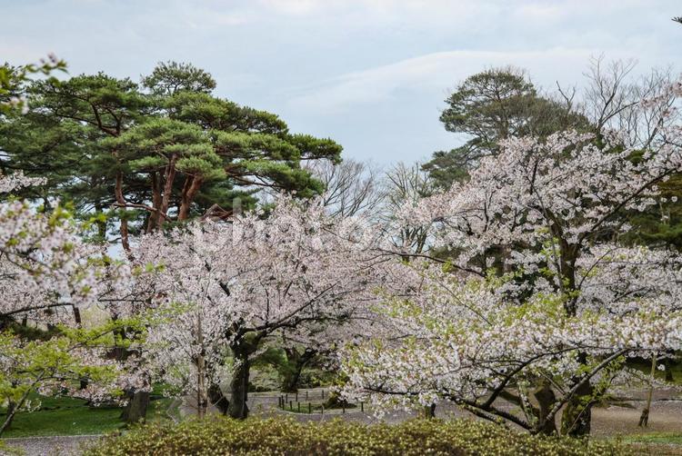 千秋公園の桜 サクラ,桜,花の写真素材