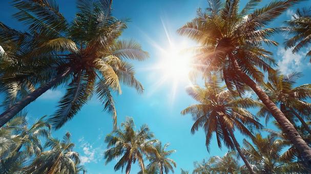 真夏の太陽の下で輝くヤシの木 真夏の太陽の下で輝くヤシの木の写真