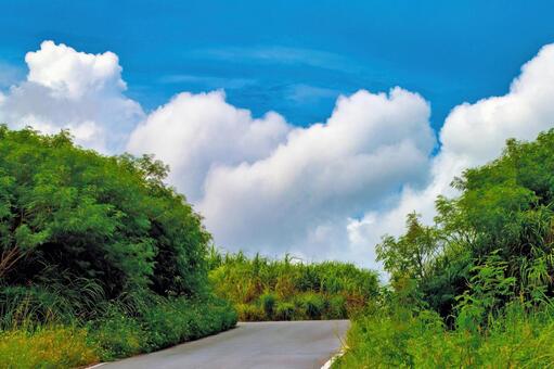 青空と入道雲、生い茂る草木の中の一本道 夏,青空,雲の写真素材
