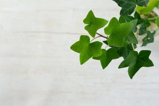 アイビー 観葉植物の木目背景 アイビー,観葉植物,背景の写真素材