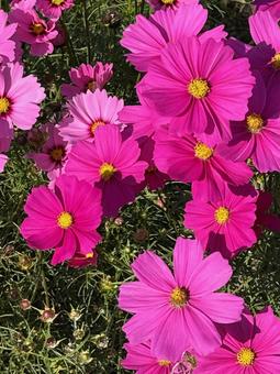 コスモス コスモス,コスモス畑,秋桜の写真素材