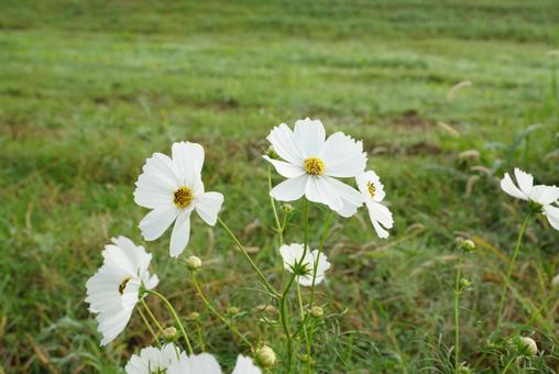 コスモス コスモス,秋,花の写真素材
