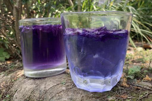 マロウティー マロウティーの写真