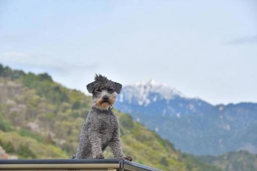 Photo, dog, toy poodle, silver poodle, 