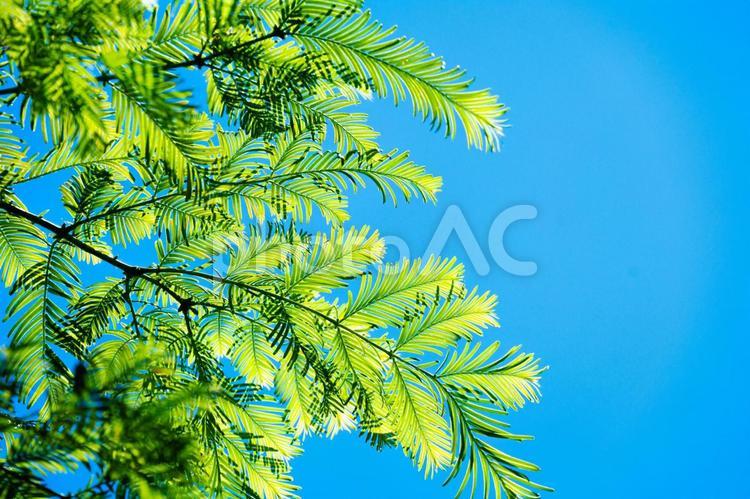 青々とした木と空 揺れる,晴れ,癒しの写真素材