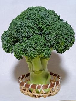 ブロッコリー ブロッコリー,野菜,食材の写真素材