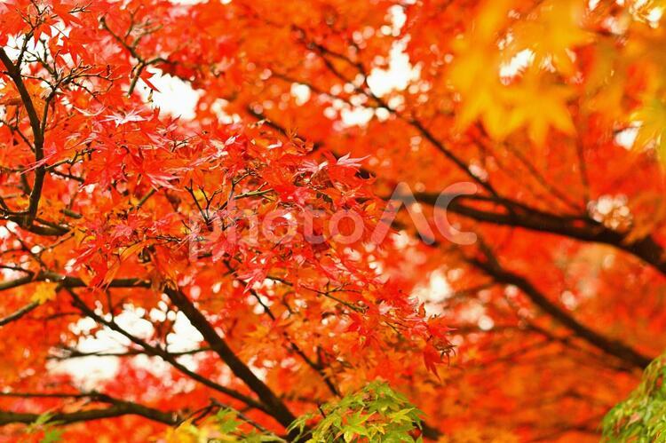 もみじのしずく５ もみじ,モミジ,秋の写真素材