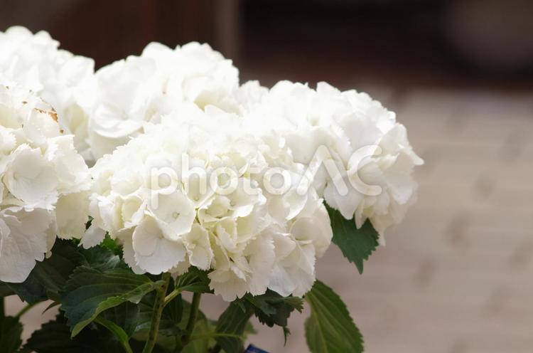 白いアジサイの花 アジサイ,白いアジサイ,白いの写真素材