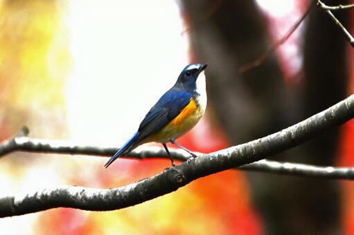 ルリビタキが突然に目の前に来てくれた ルリビタキ,幸せの青い鳥,綺麗の写真素材