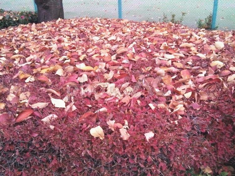 真っ赤へ色変わりしたドウダンツツジ ドウダンツツジ,紅葉,枯れ葉の写真素材