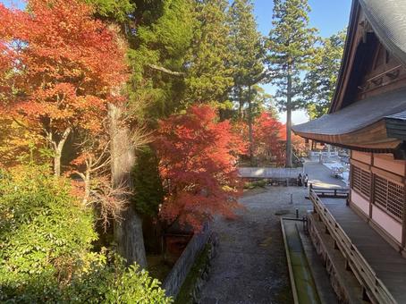 徳島県　雲辺寺の紅葉の写真