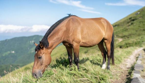 青空の下、のんびりと草を食んでいる馬 青空の下、のんびりと草を食んでいる馬の写真