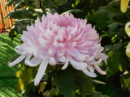 【風景写真】福山菊花展覧会の風景 キク,菊,菊花展の写真素材