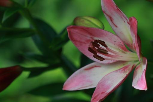 ユリ ユリ,花,花びらの写真素材