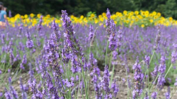 ラベンダーとひまわり たんばらラベンダーパーク,ひまわり,黄色の写真素材