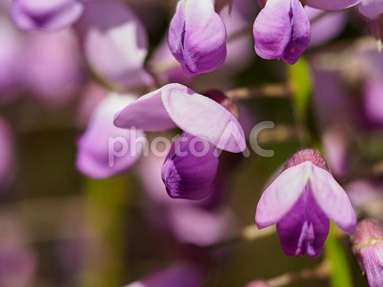 藤の花のクローズアップ 藤,フジ,藤の花の写真素材