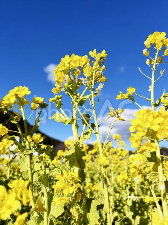 菜の花と空模様 菜の花,アブラナ,花の写真素材