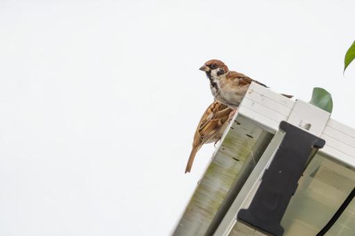 スズメの若鳥⑷ スズメの若鳥⑷ 鳥,スズメ,若鳥の写真素材
